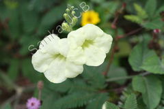 Asystasia gangetica